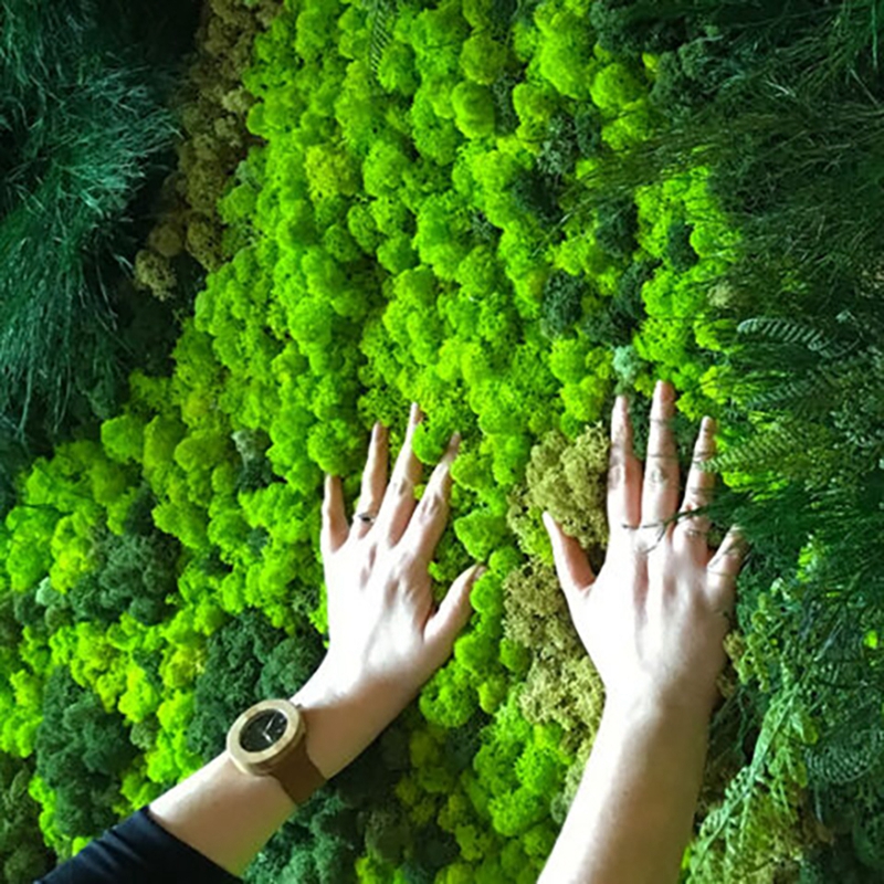 40/20g Artificial Immortal Mos - Sphagnum Moss Dry 리뷰 및 가격
