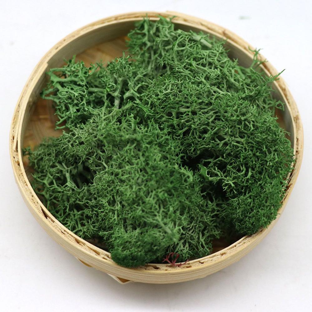 Wedding Accessories Wedding Fl - Sphagnum Moss Dry 리뷰 및 가격