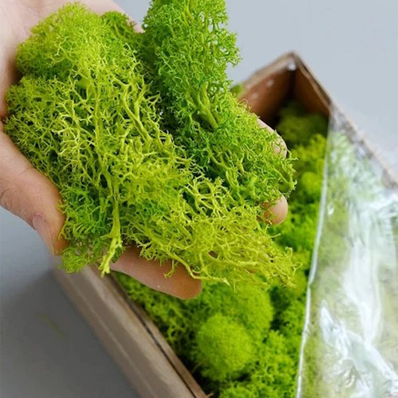 Artificial Green Plants Mini L - Sphagnum Moss Dry 리뷰 및 가격