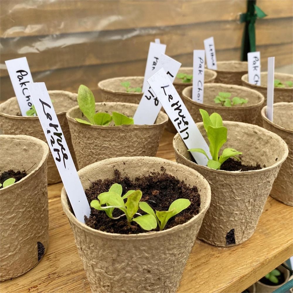 50PCS Biodegradable Plant Star - Peat Pellet Tray 리뷰 및 가격