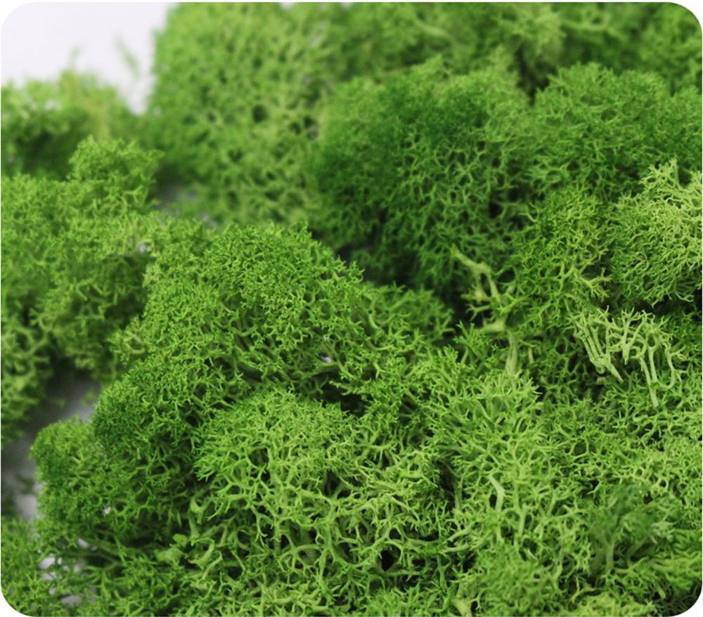 Artificial Plant Eternal Life  - Sphagnum Moss Dry 리뷰 및 가격