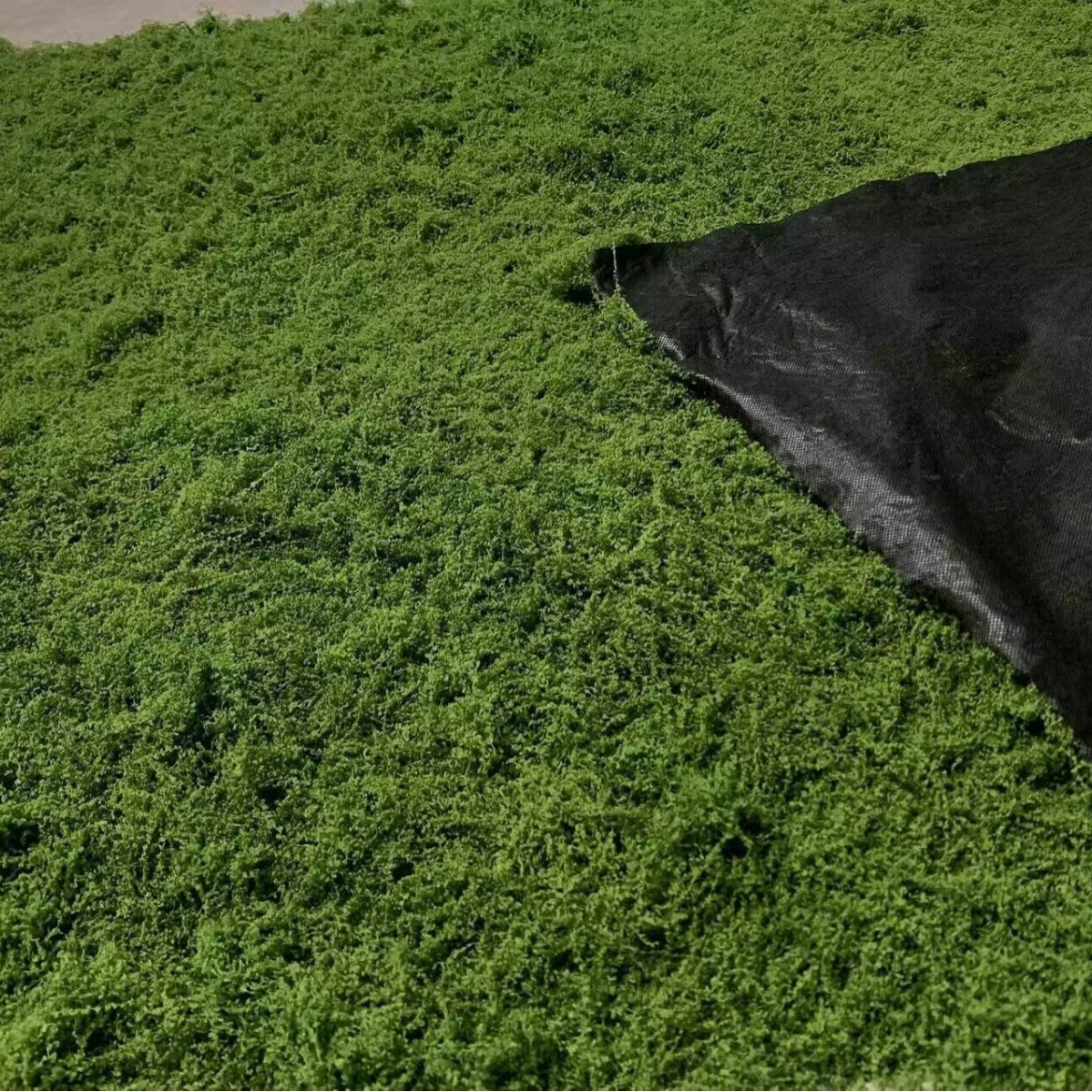 1*1m Fake Moss DIY Crafts Gras - Sphagnum Moss Dry 리뷰 및 가격