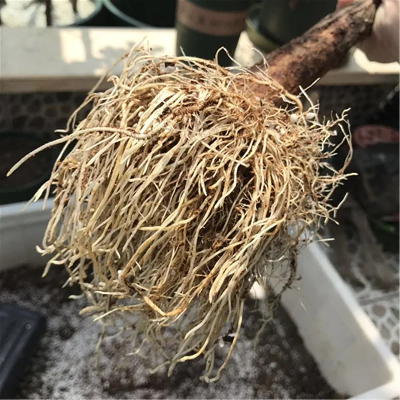 10g Quickly Rooting Powder Hor - Rooting Hormone Powder 리뷰 및 가격