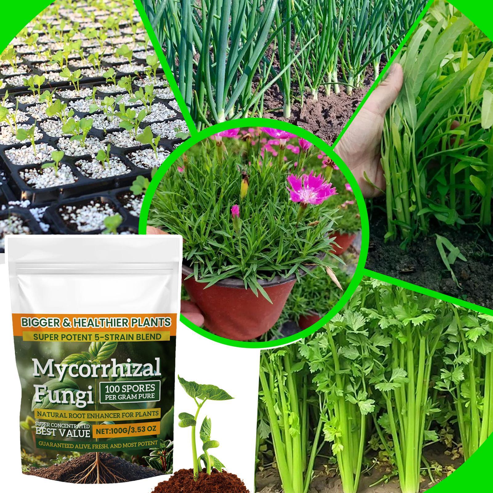 Plant Growth Enhancer Powder 1 - Rooting Hormone Powder 리뷰 및 가격