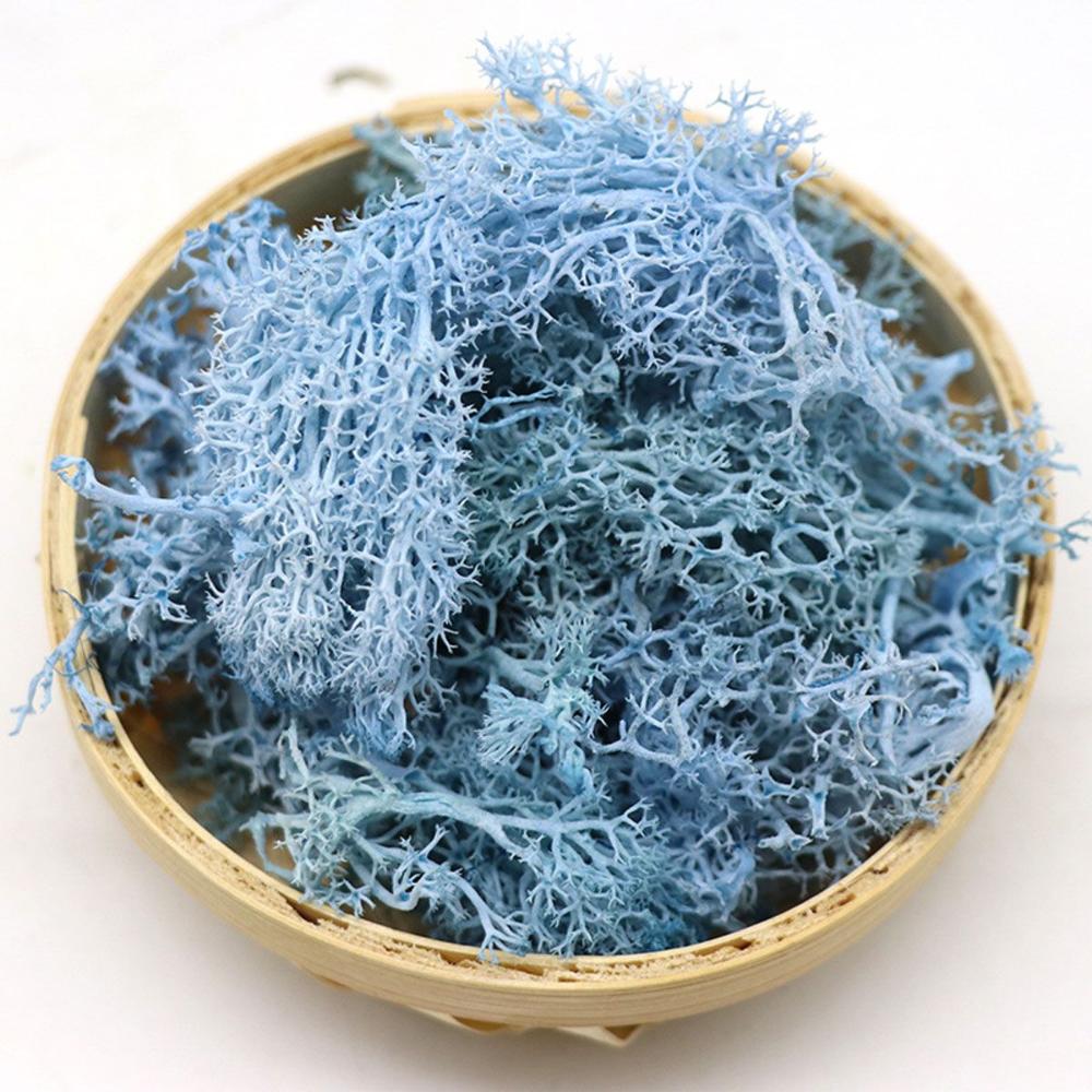 Colorful DIY Home Decor Christ - Sphagnum Moss Dry 리뷰 및 가격