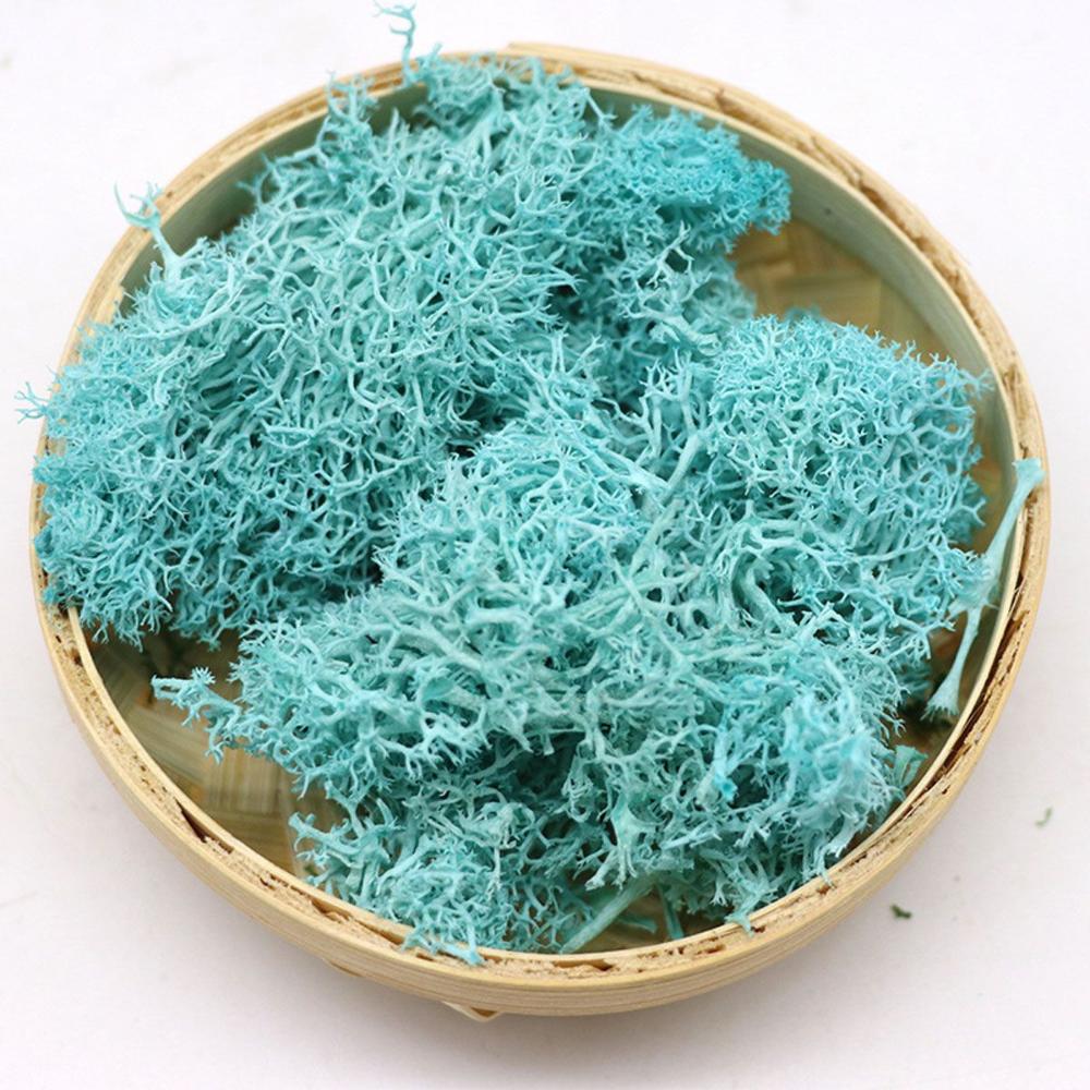 Colorful DIY Home Decor Christ - Sphagnum Moss Dry 리뷰 및 가격