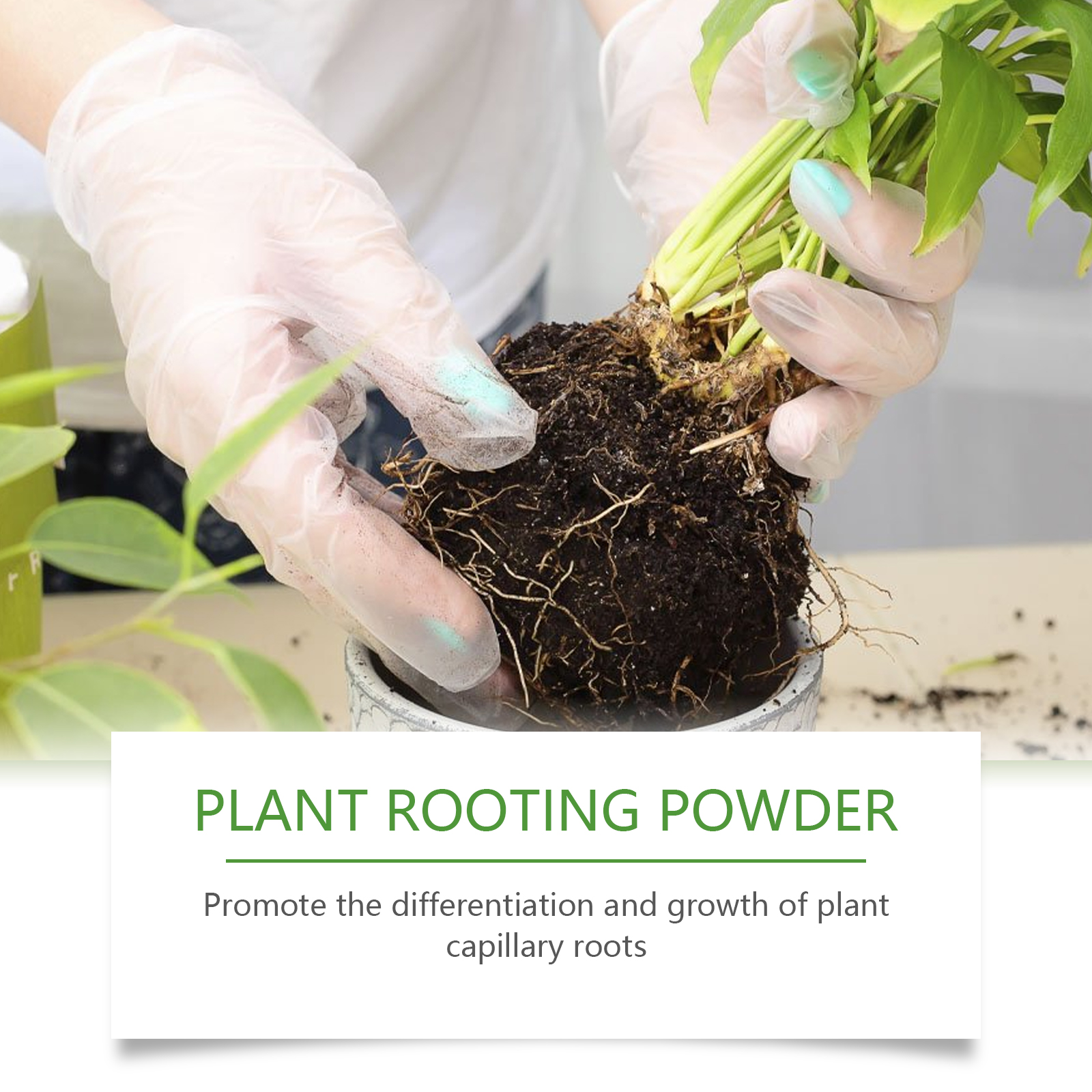 100g Plant Rooting Powder for  - Rooting Hormone Powder 리뷰 및 가격